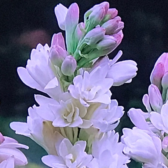 tuberose476